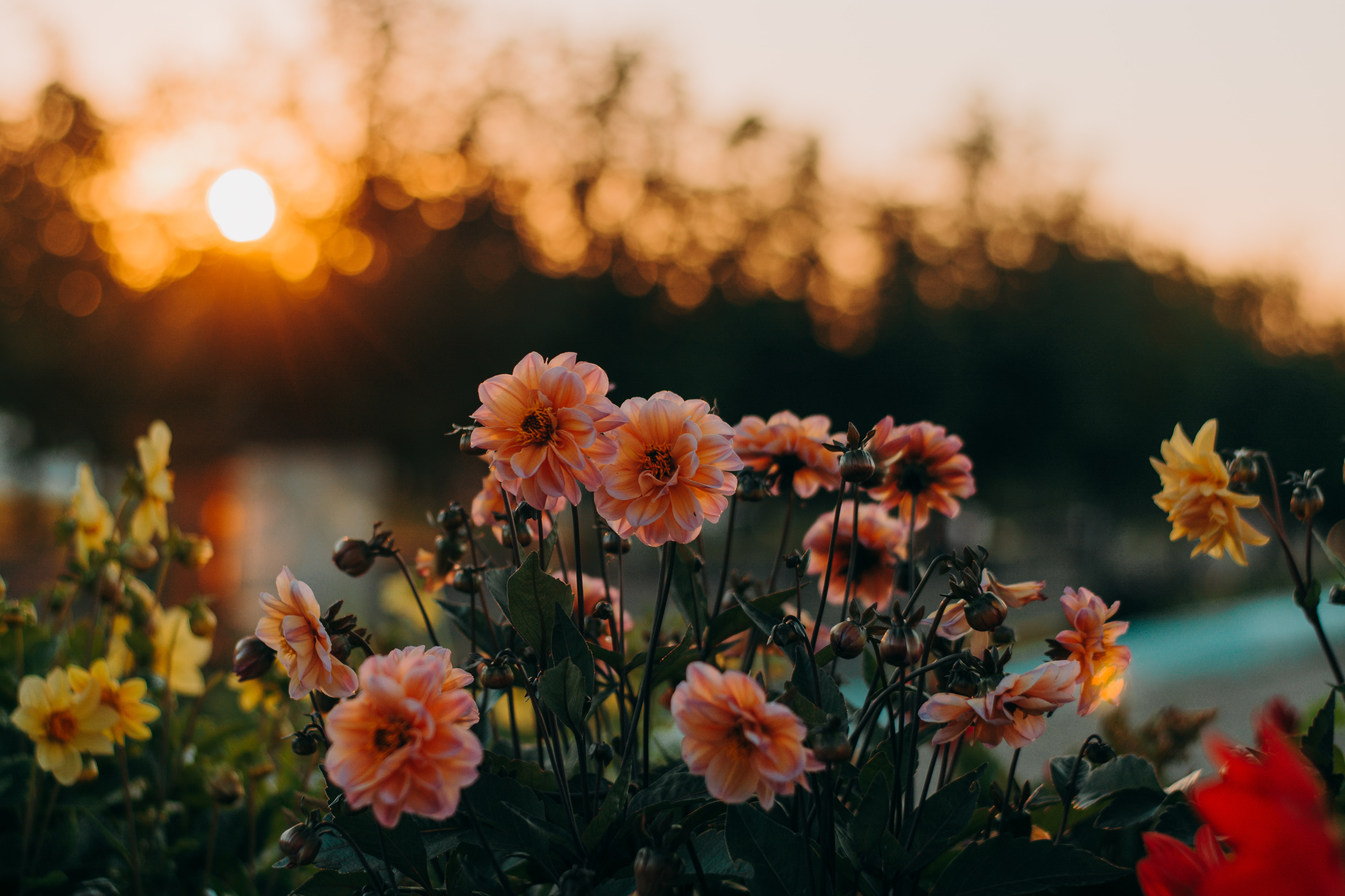 flower field