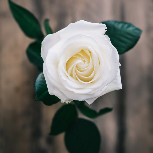 flower photo